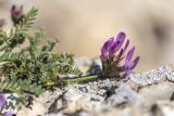 genus Astragalus. Верхушка побега с соцветием. Дагестан, Казбековский р-н, окр. с. Ново-Зубутли, каменистый склон. 27.04.2026.
