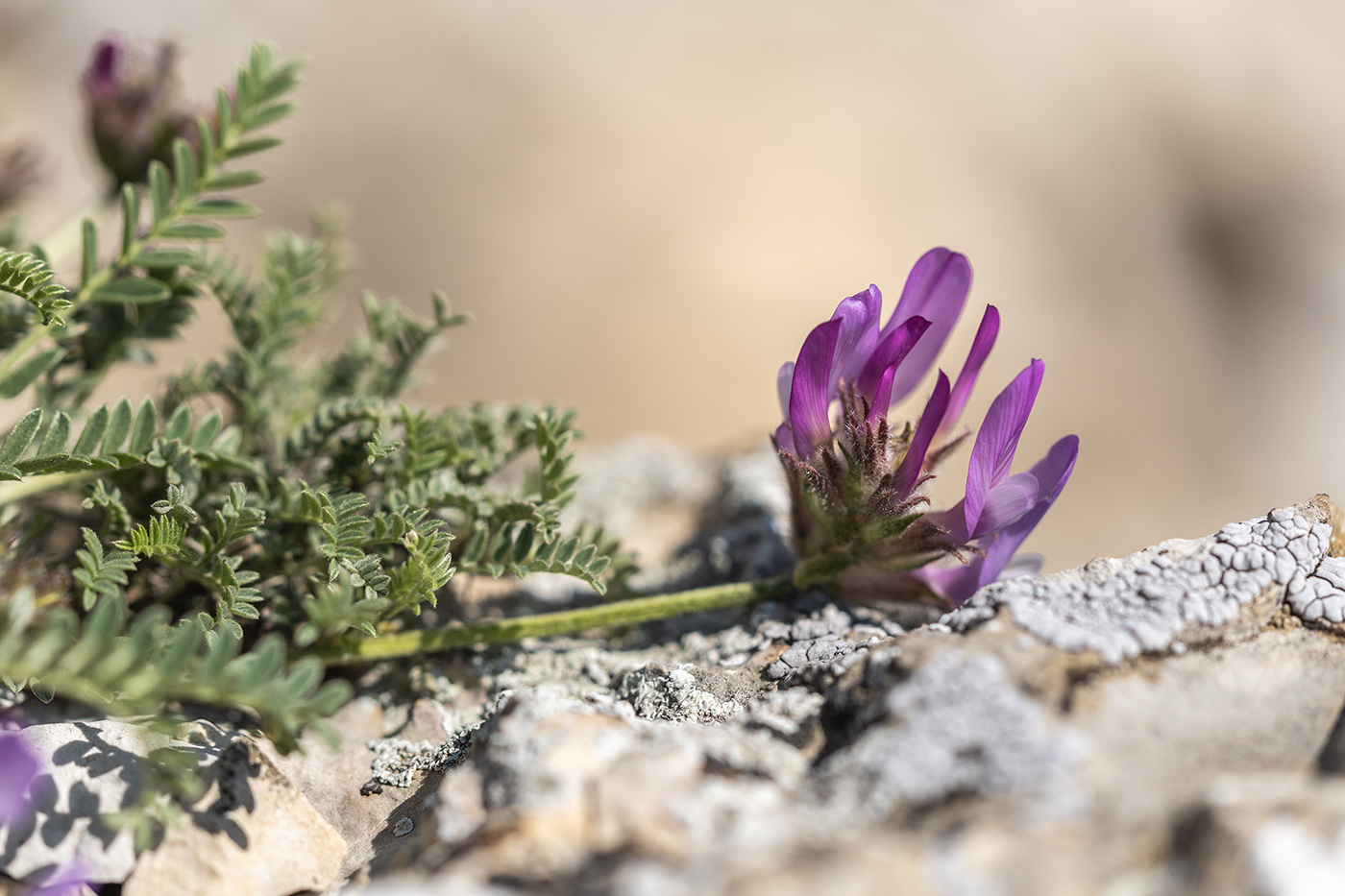 Image of genus Astragalus specimen.