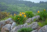 Hemerocallis middendorffii. Цветущие растения на скале. Приморский край, Хасанский р-н, п-ов Гамова, мыс Теляковского. 17.05.2026.