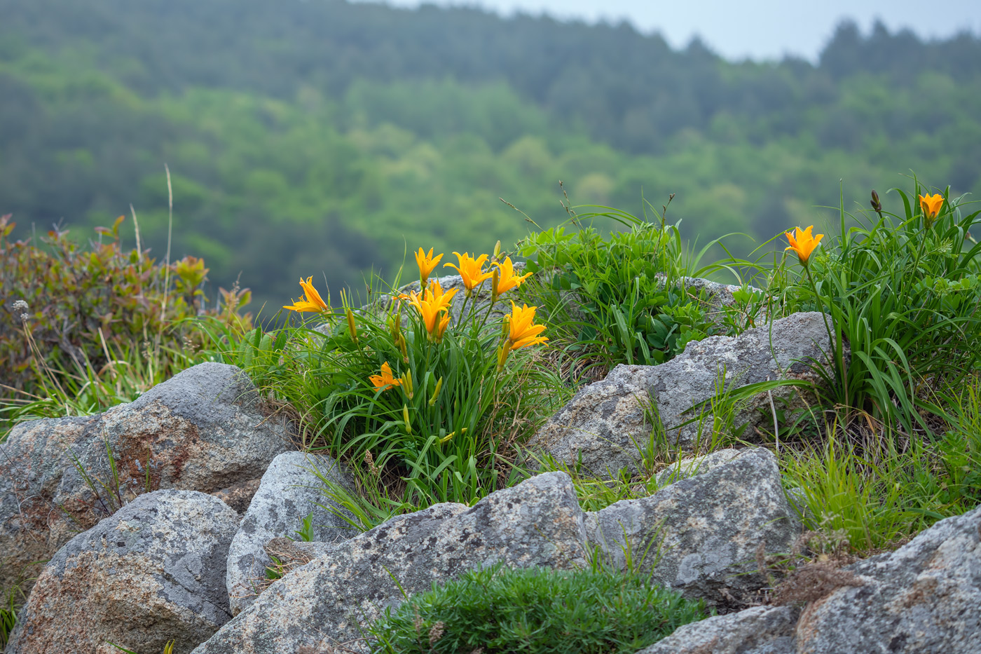 Image of Hemerocallis middendorffii specimen.