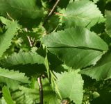 Betula raddeana. Лист. Чечня, Шаройский р-н, окр. хут. Хочелдой, берёзовый лес над хутором. 3 июля 2024 г.