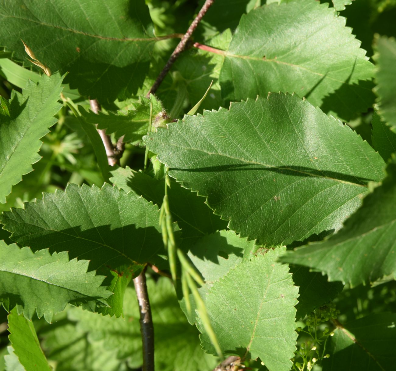 Изображение особи Betula raddeana.