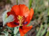 Glaucium corniculatum. Цветок. ЛНР, г. Северодонецк, сквер. 09.06.2026.