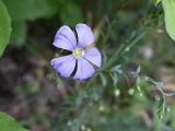род Linum