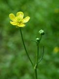 род Ranunculus