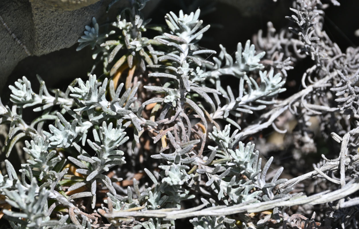 Image of Helichrysum stoechas specimen.