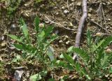 genus Psephellus. Растения с развивающимися соцветиями. Грузия, край Самцхе-Джавахети, Ахалцихский муниципалитет, левый борт р. Цинубанисцкали, 1,5 км выше по течению от горячего источника Цинубани, на голом склоне. 9 июня 2026 г.