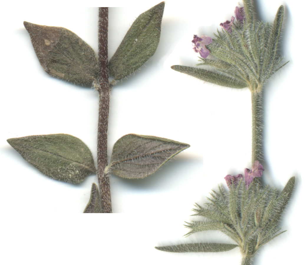 Image of Micromeria myrtifolia specimen.