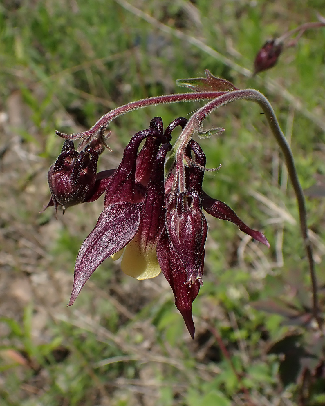 Изображение особи Aquilegia oxysepala.