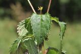 Impatiens furcillata. Лист. Приморский край, Шкотовский р-н, окр. с. Новонежино, сырой луг. 08.08.2026.