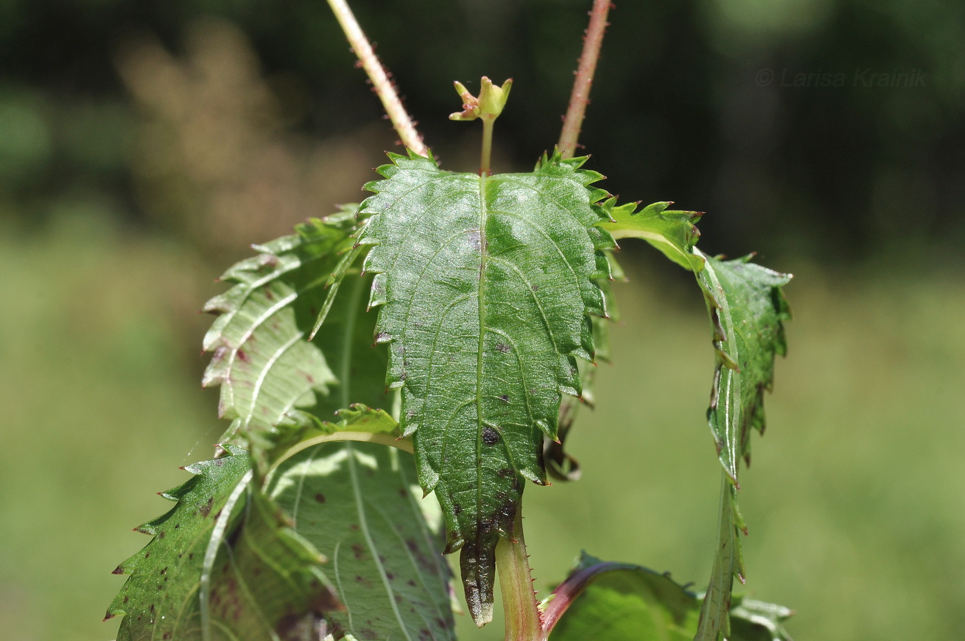 Image of Impatiens furcillata specimen.