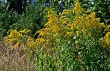 Solidago canadensis. Верхушки цветущих растений. Московская обл., Дмитровский гор. округ, дол. р. Якоть, опушка смешанного леса. 23.08.2026.