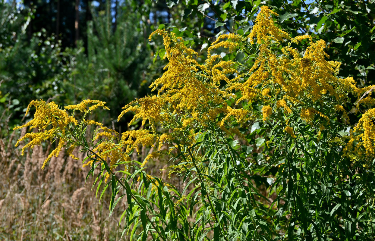 Изображение особи Solidago canadensis.