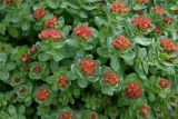 genus Rhodiola. Верхушки цветущих побегов. Архангельская обл., о. Большой Соловецкий, Соловецкий ботанический сад. 09.06.2026.