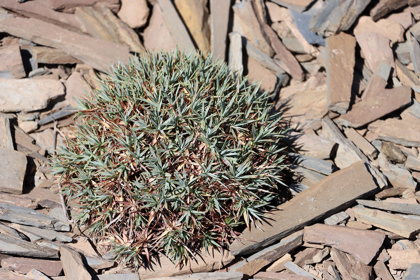Image of Acantholimon tataricum specimen.