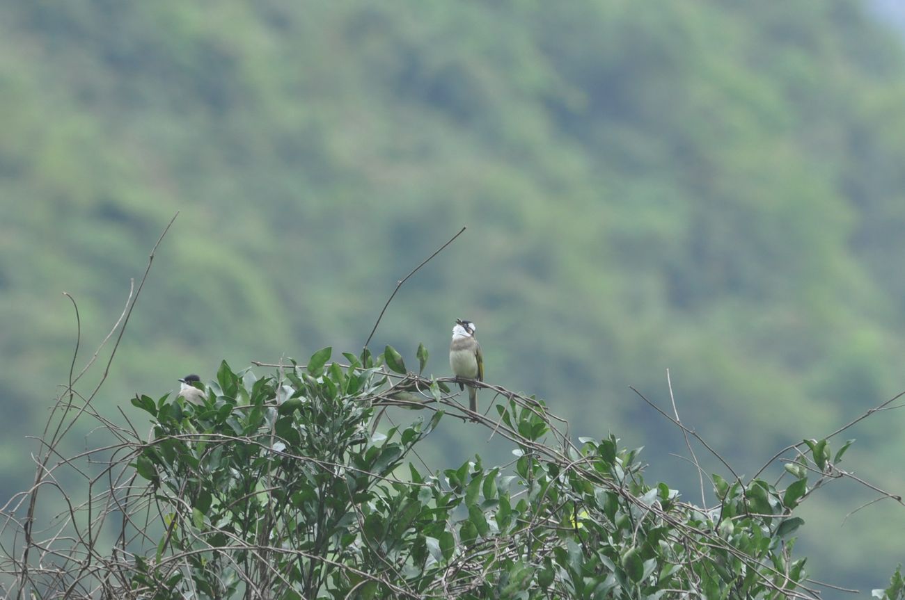 Image of Unknown species specimen.