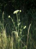 Daucus carota. Верхушка цветущего растения. Республика Молдова, муниципалитет Кишинёв, г. Кодру, пустырь. 29 июля 2026 г.