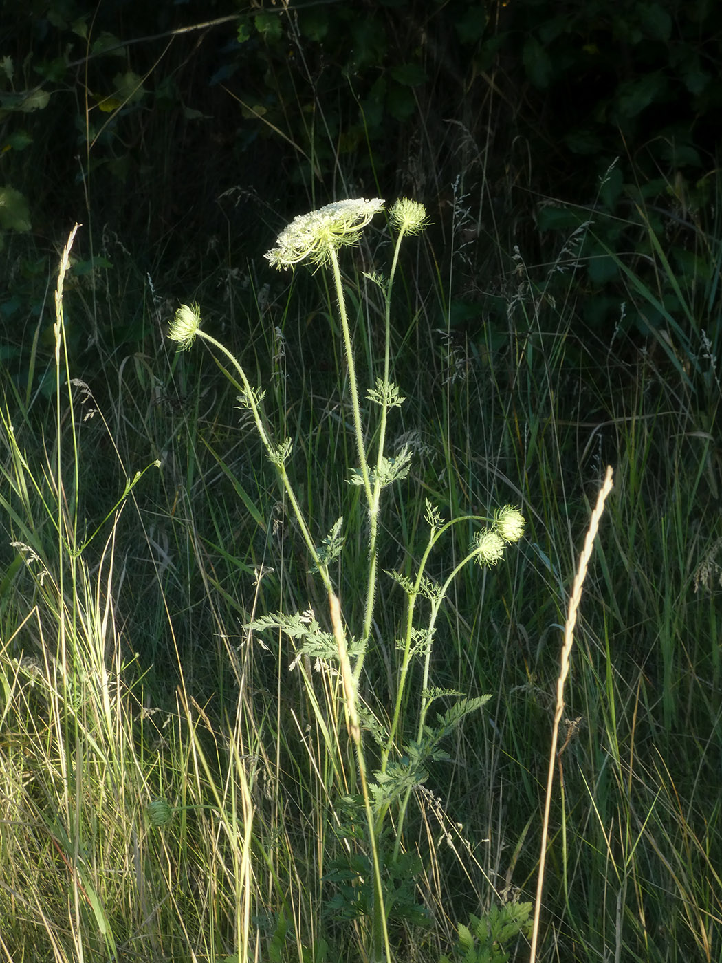 Image of Daucus carota specimen.