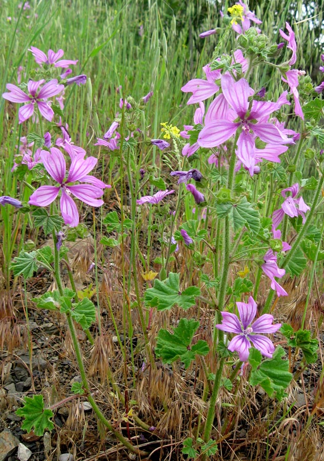 Image of Malva erecta specimen.