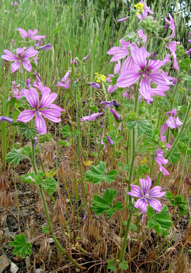 Изображение особи Malva erecta.