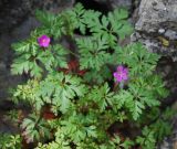 Geranium purpureum. Цветущее растение. Крым, Южный берег, гора Караул-Оба, каменистый склон. 06.05.2011.