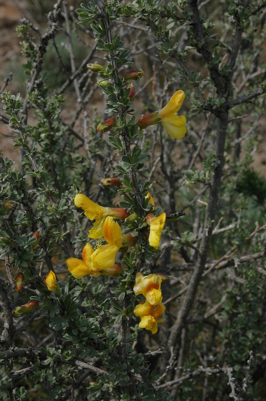 Image of Caragana balchaschensis specimen.