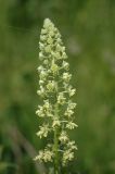 Reseda lutea