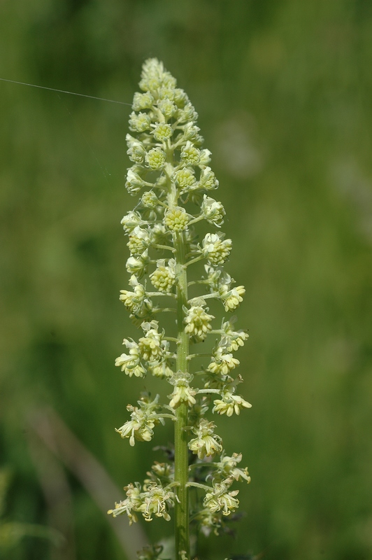 Image of Reseda lutea specimen.