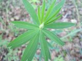 Trifolium lupinaster. Листья. Новосибирская обл., Карасукский р-н, с. Благодатное, 26.06.2011.