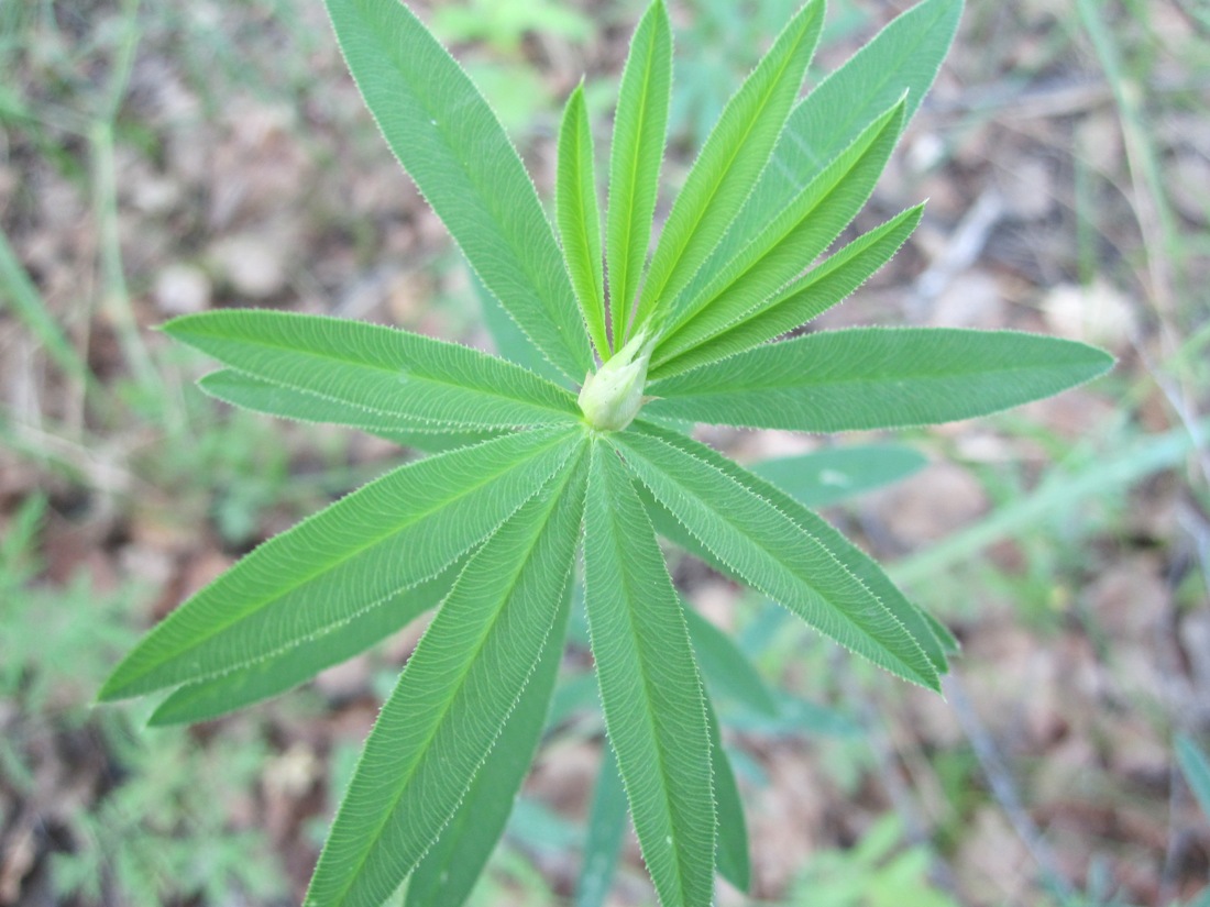 Image of Trifolium lupinaster specimen.