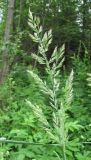 Calamagrostis epigeios