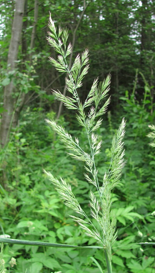 Изображение особи Calamagrostis epigeios.