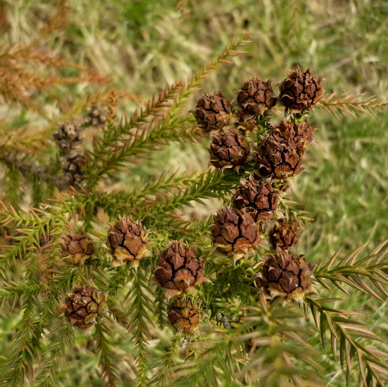 Image of Cryptomeria japonica specimen.