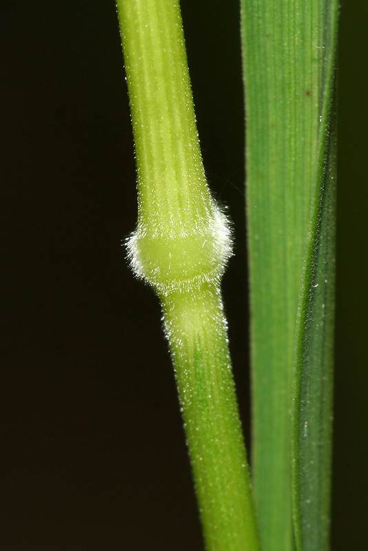 Image of Brachypodium pinnatum specimen.