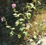 Alcea rhyticarpa