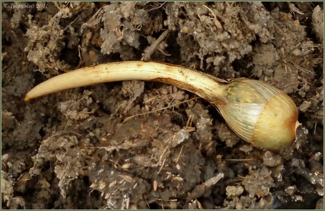 Изображение особи Sagittaria sagittifolia.