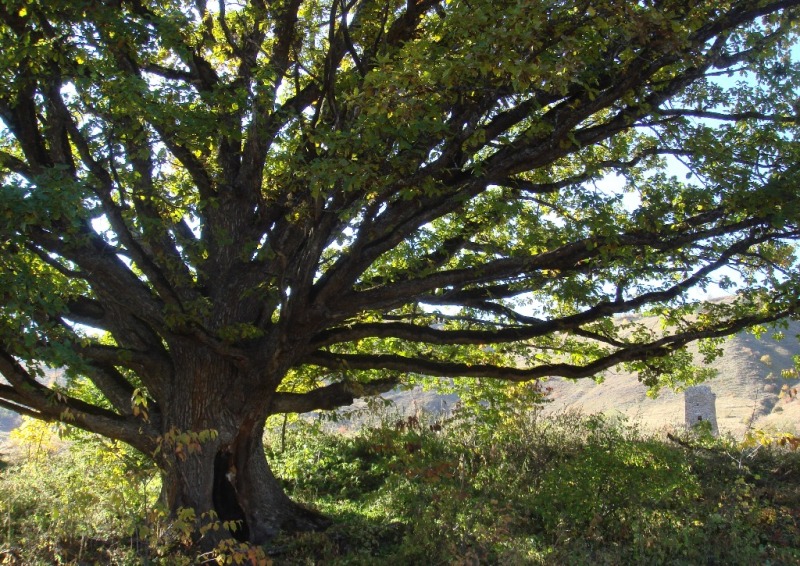 Изображение особи Quercus macranthera.