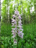 Dactylorhiza maculata. Соцветие. Коми, Корткеросский р-н, окр. пос. Маджа, край болота у леса с аспектом хвоща и трифоли. 08.07.2011.