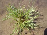 Juncus ambiguus