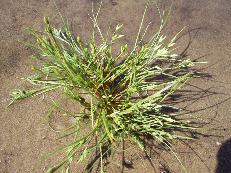 Image of Juncus ambiguus specimen.