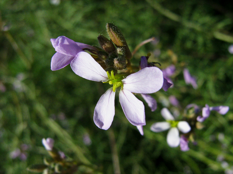 Изображение особи Erucaria hispanica.