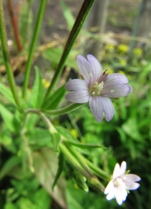 Изображение особи Epilobium adenocaulon.