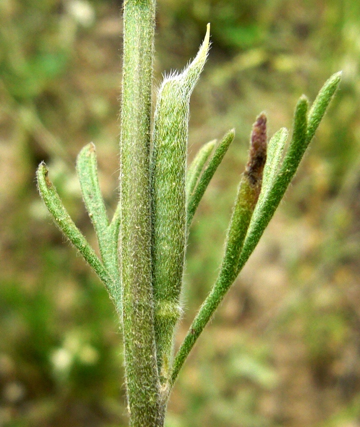 Image of Delphinium stocksianum specimen.