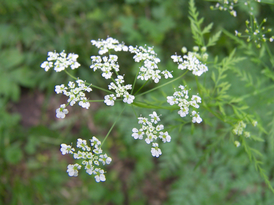 Image of Chaerophyllum bulbosum specimen.
