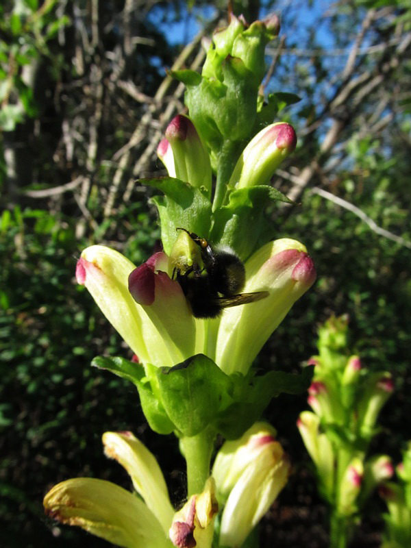 Image of Pedicularis sceptrum-carolinum specimen.