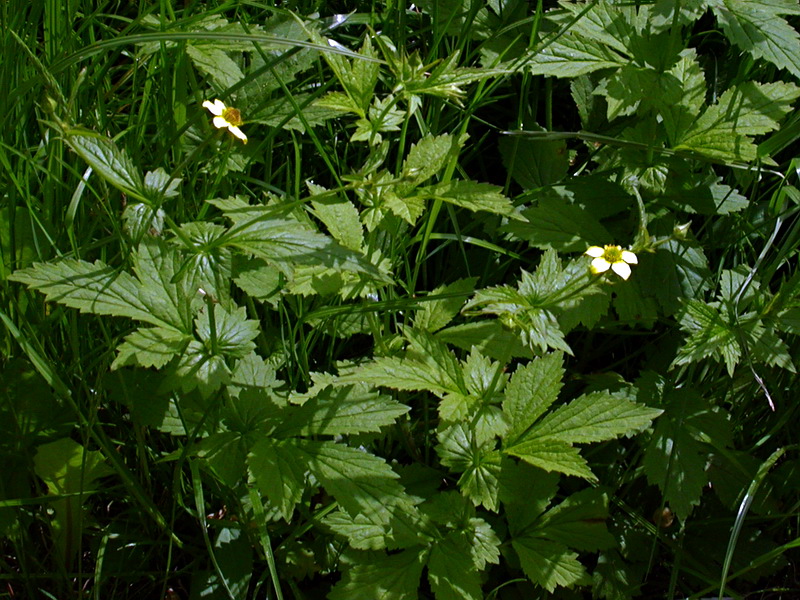 Изображение особи Geum urbanum.