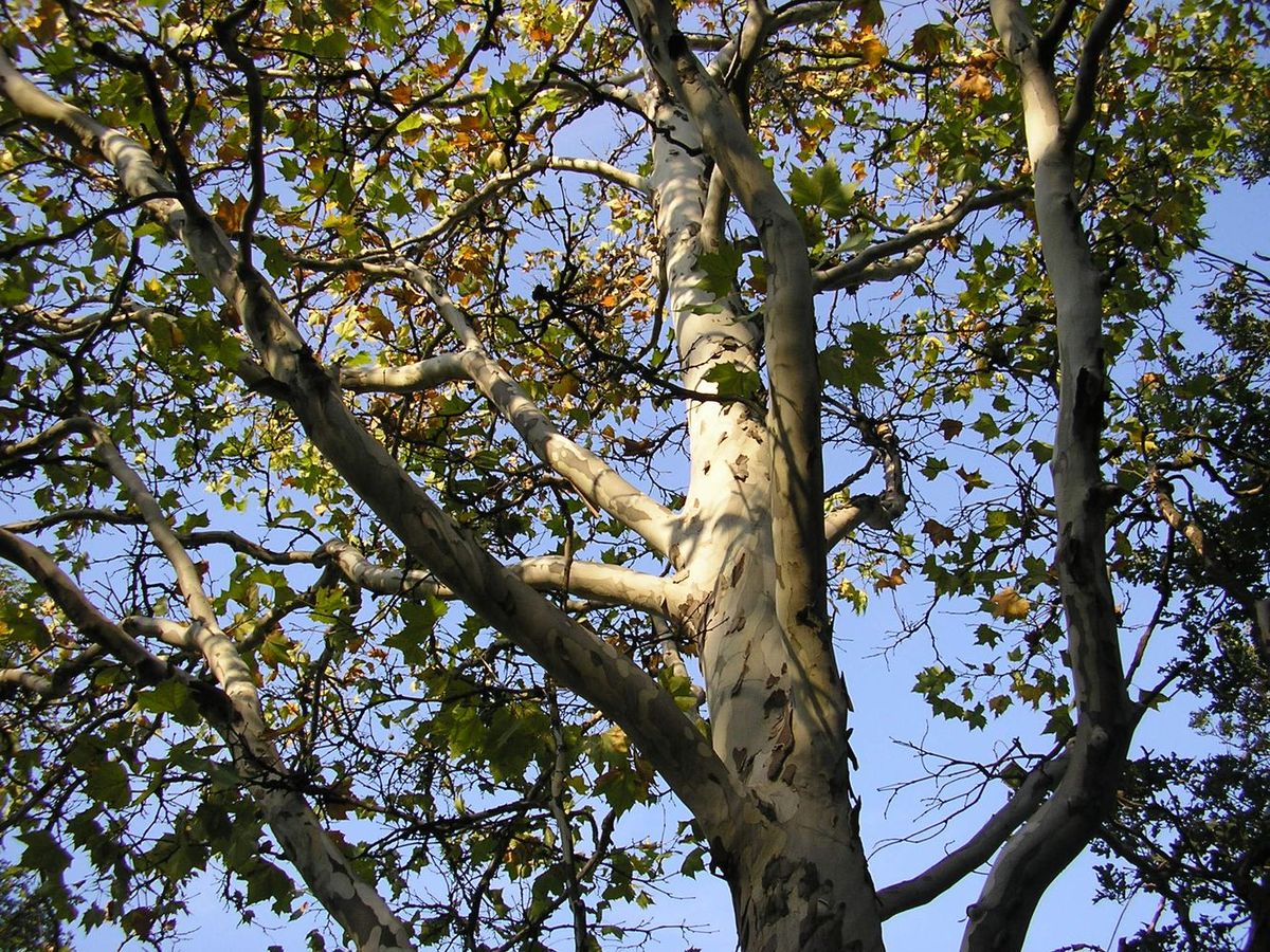 Image of Platanus &times; acerifolia specimen.