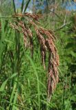 Calamagrostis langsdorffii