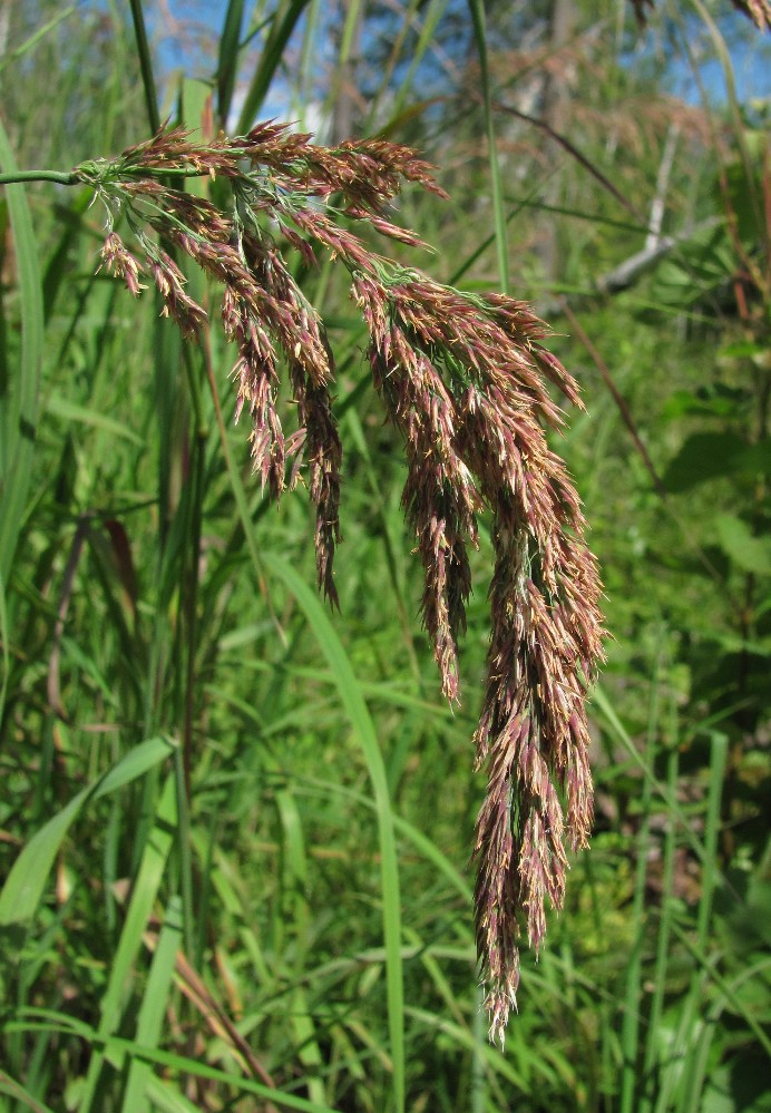 Image of Calamagrostis langsdorffii specimen.