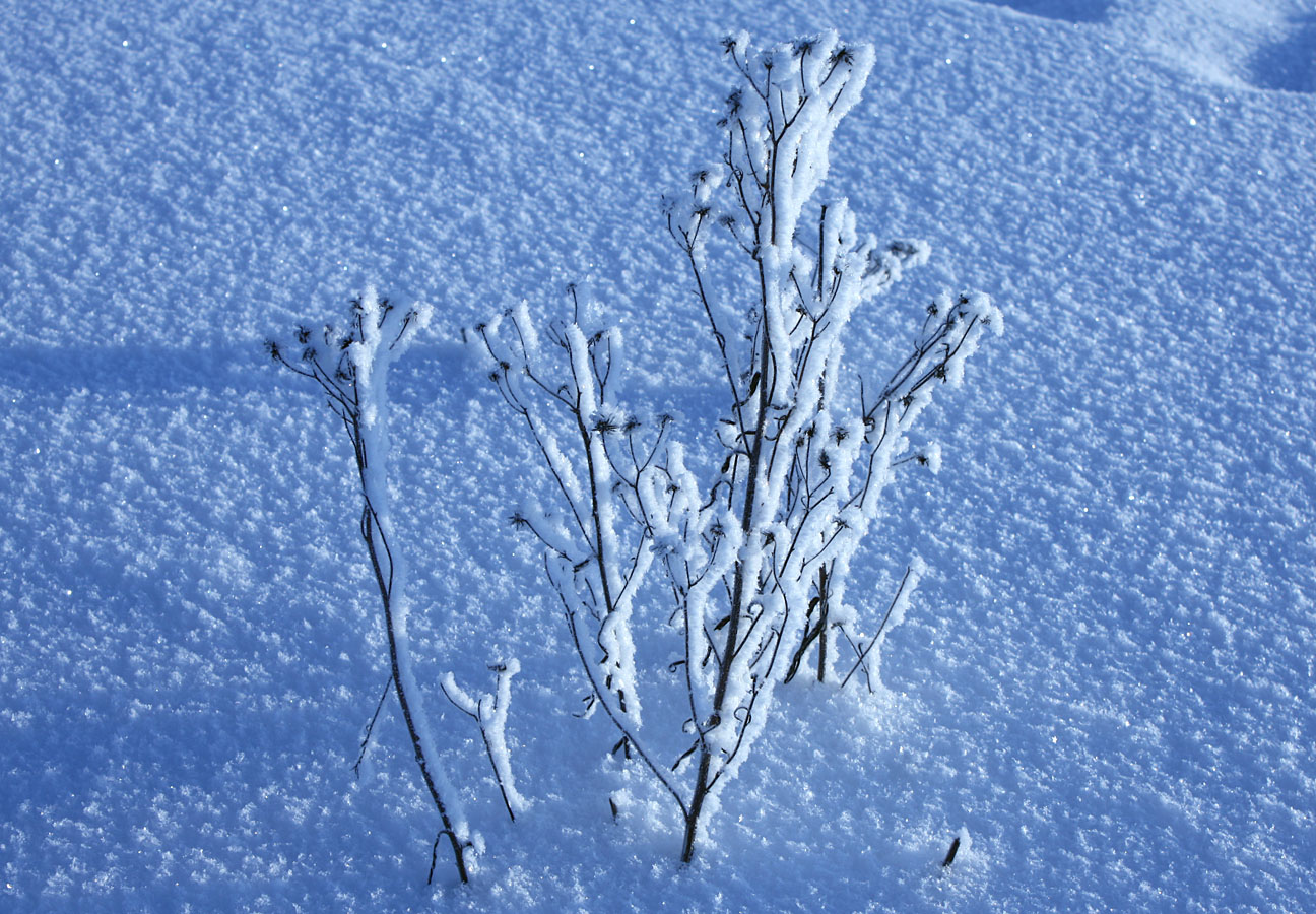 Image of Hieracium umbellatum specimen.
